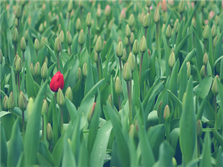 Stand out in a crowd